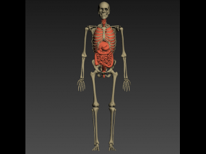 human anatomy animated skeleton internal organs Model 3D