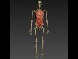 human anatomy animated skeleton internal organs 3D Model