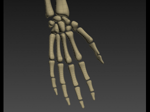 human anatomy animated skeleton internal organs Model 3D