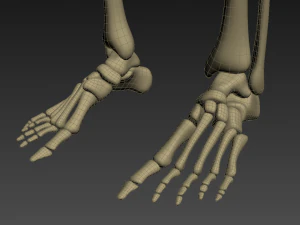 human anatomy animated skeleton internal organs 3D Model
