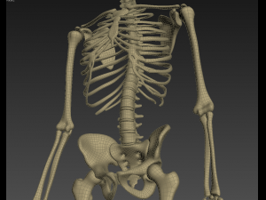 human anatomy animated skeleton internal organs Model 3D