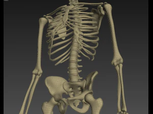 human anatomy animated skeleton internal organs 3D Model