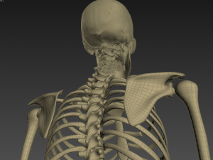 human anatomy animated skeleton internal organs Model 3D