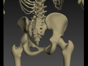 human anatomy animated skeleton internal organs Model 3D
