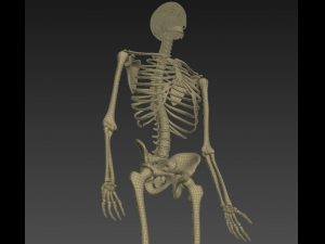 human anatomy animated skeleton internal organs Model 3D