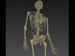 human anatomy animated skeleton internal organs 3D Model
