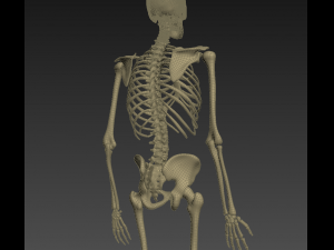 human anatomy animated skeleton internal organs Model 3D