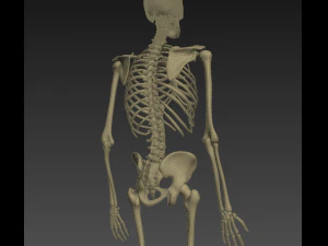human anatomy animated skeleton internal organs 3D Model