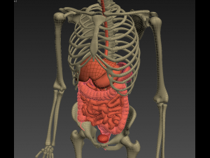 human anatomy animated skeleton internal organs Model 3D