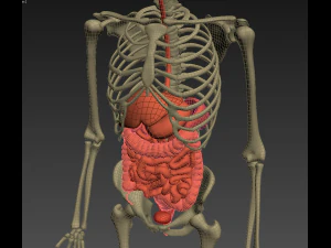 human anatomy animated skeleton internal organs 3D Model