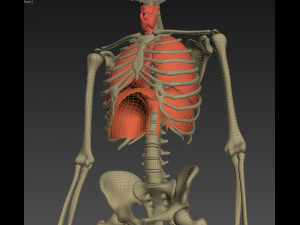 human anatomy animated skeleton internal organs Model 3D