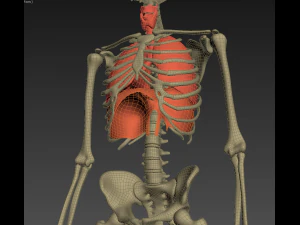 human anatomy animated skeleton internal organs 3D Model