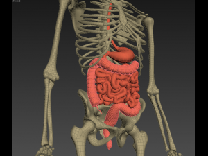 human anatomy animated skeleton internal organs Model 3D