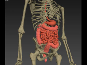 human anatomy animated skeleton internal organs 3D Model