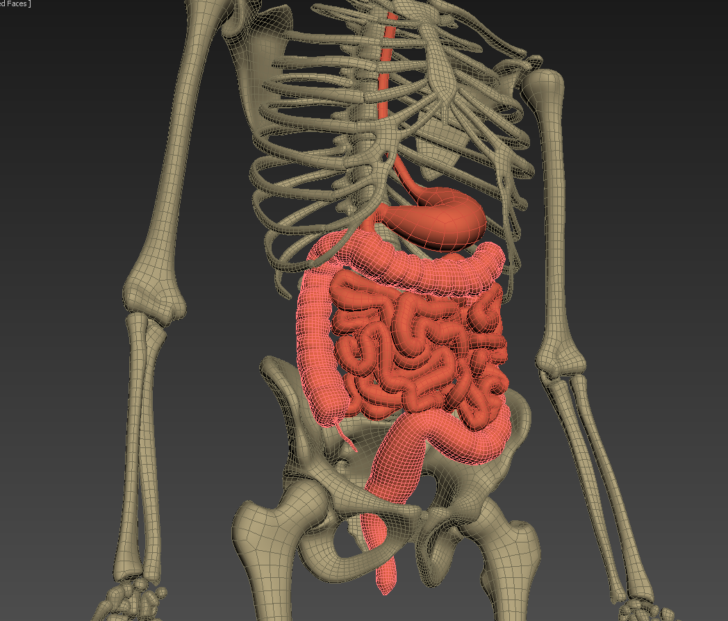 Human anatomy Animated skeleton internal organs 3D Model in Anatomy ...
