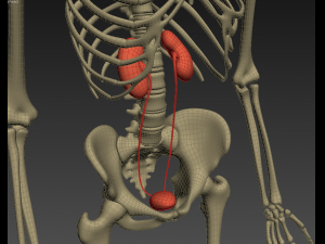 human anatomy animated skeleton internal organs Model 3D