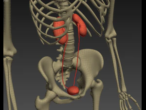 human anatomy animated skeleton internal organs 3D Model