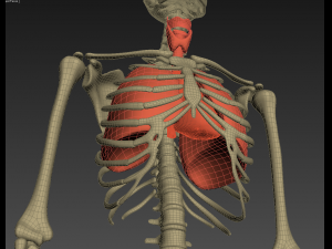 human anatomy animated skeleton internal organs Model 3D