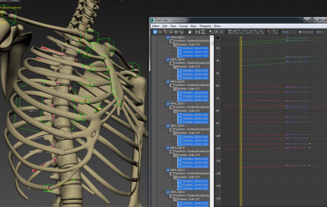 Human Anatomy Animated Skeleton Internal Organs 3D Модель In.