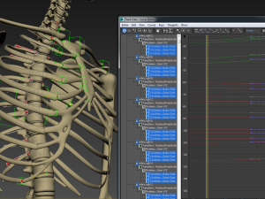 human anatomy animated skeleton internal organs Model 3D