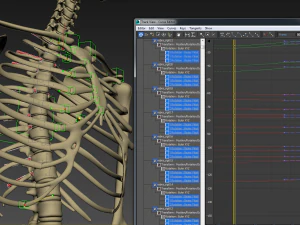 human anatomy animated skeleton internal organs 3D Model