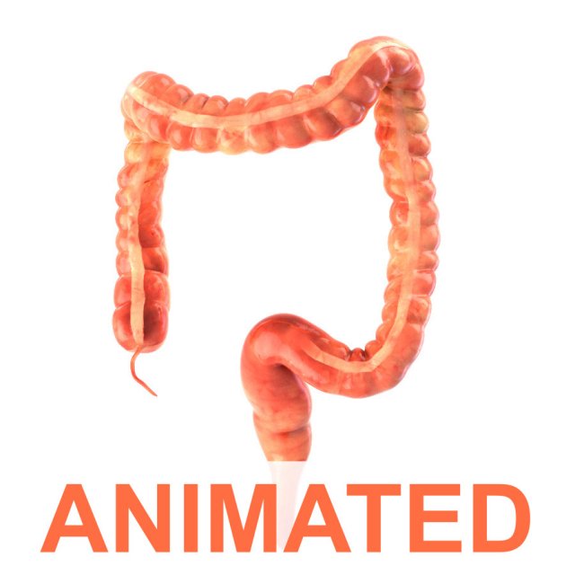 human colon animated 3D Model .c4d .max .obj .3ds .fbx .stl .blend 