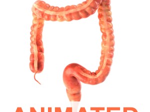 human colon animated 3D Модель