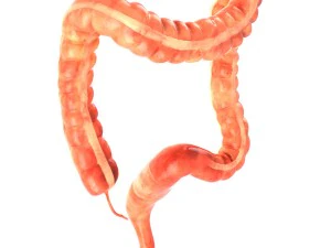 animasi usus besar manusia Model 3D