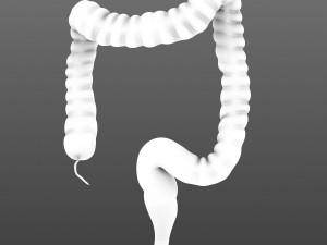 human colon animated 3D Model