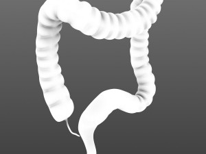 human colon animated 3D Model