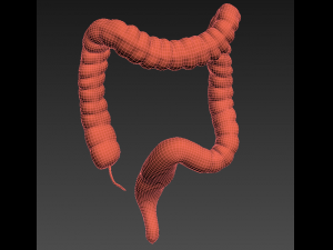 human colon animated 3D Model