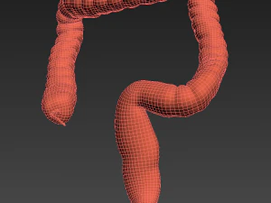 animasi usus besar manusia Model 3D