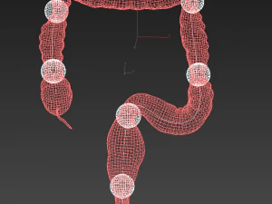 animasi usus besar manusia Model 3D