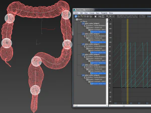 animasi usus besar manusia Model 3D