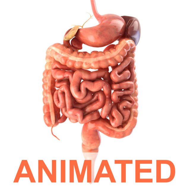 digestive system animated 3D Модель .c4d .max .obj .3ds .fbx .stl .blend 