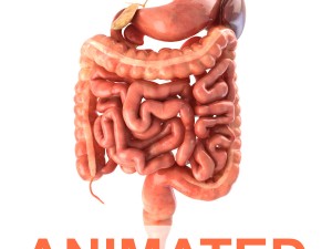digestive system animated 3D Models