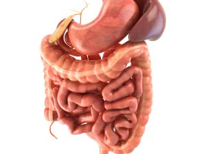 Digestive system animated 3D Model
