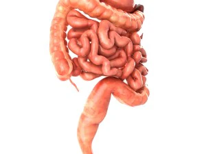 Digestive system animated 3D Model