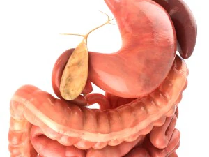 Digestive system animated 3D Model
