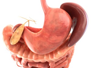digestive system animated 3D Модель