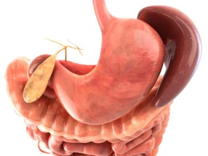 Digestive system animated 3D Model