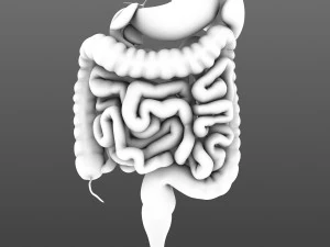 Digestive system animated 3D Model