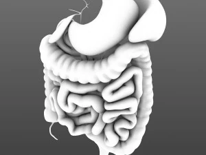Digestive system animated 3D Model
