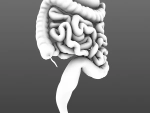 Digestive system animated 3D Model