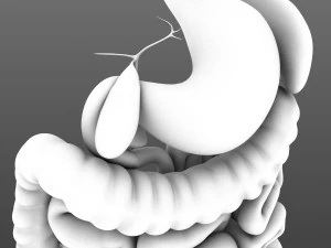 Digestive system animated 3D Model