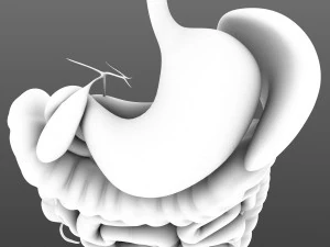 Digestive system animated 3D Model