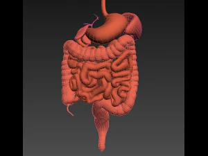 Digestive system animated 3D Model