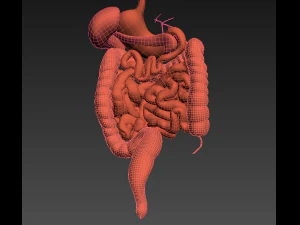 Digestive system animated 3D Model