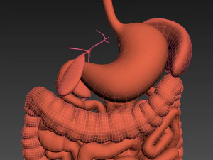 Digestive system animated 3D Model