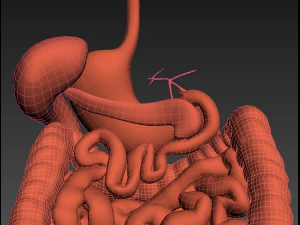 Digestive system animated 3D Model